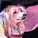 2017-Seattle-Pride-Parade_High-Res-Credit--Nate-Gowdy-141