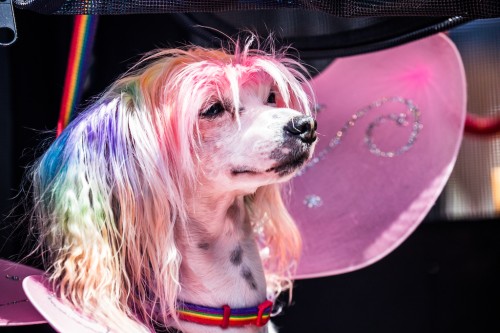 2017-Seattle-Pride-Parade_Web-Res-Credit--Nate-Gowdy-141.jpg